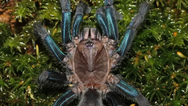 Cobalt Blue Tarantula: Unveiling the Marvels of an Enigmatic Arachnid